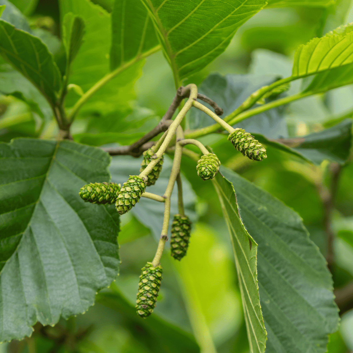 Common Alder (Alnus glutinosa) foliage detail – photo 3