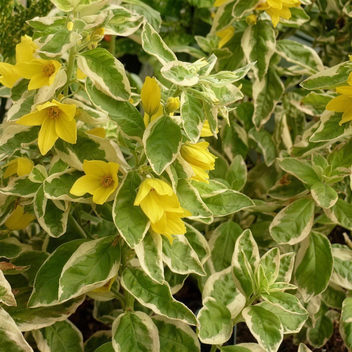Lysimachia punctata 'Alexander' pot grown perennial.