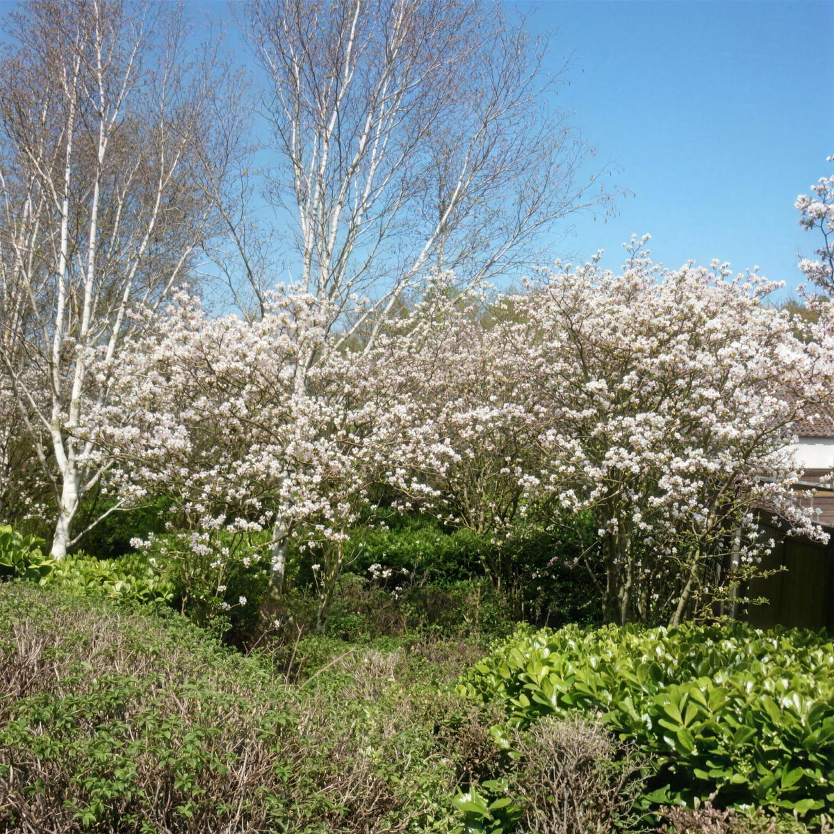 Amelanchier canadensis (Juneberry) 40-60cm bare root hedging plant.