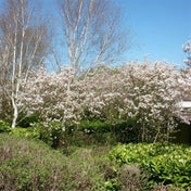 Amelanchier canadensis (Juneberry) 40-60cm bare root hedging plant.