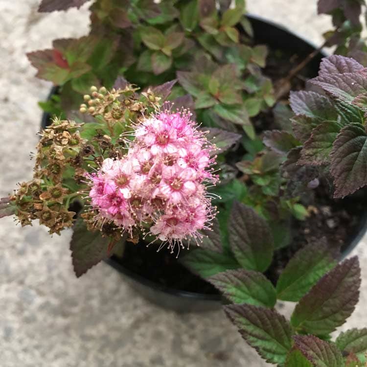 Spiraea japonica 'Alpina Nana' pot grown flowering shrub.