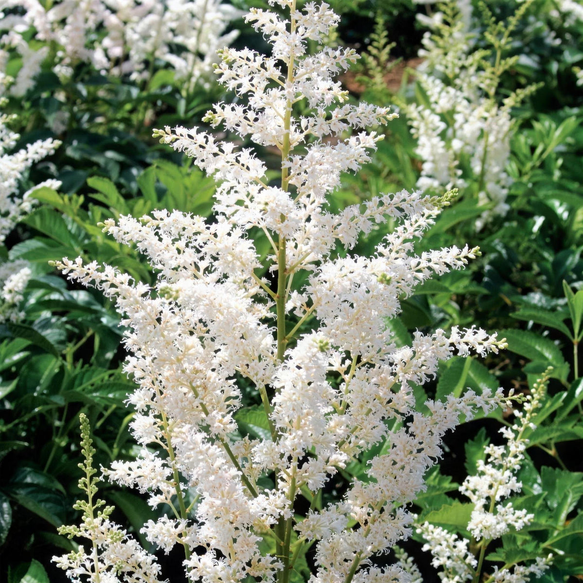 Astilbe 'Snowdrift' (White Astilbe) 2L pot perennial plant.