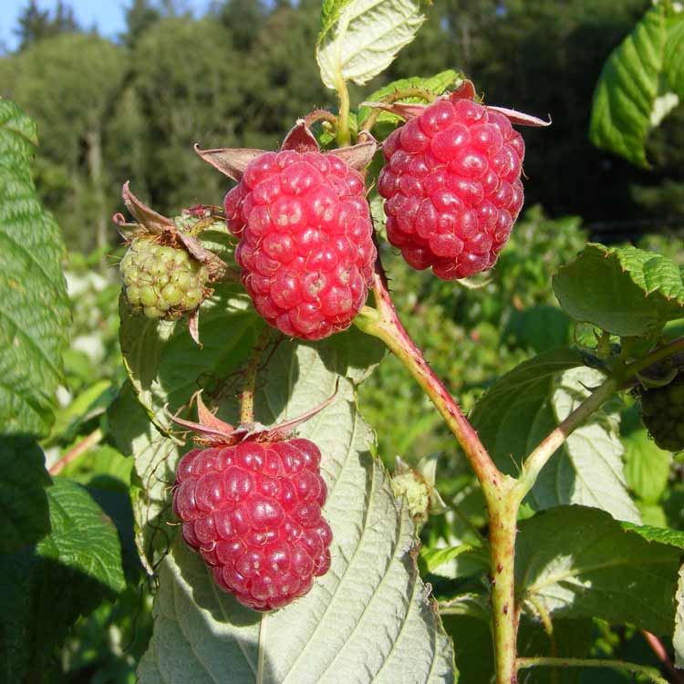 Rubus idaeus 'Autumn Bliss' bare root raspberry cane fruiting plant.
