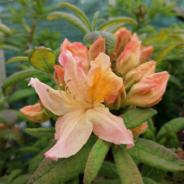 Rhododendron 'Berryrose Exbury' azalea 7.5L deciduous pot grown.