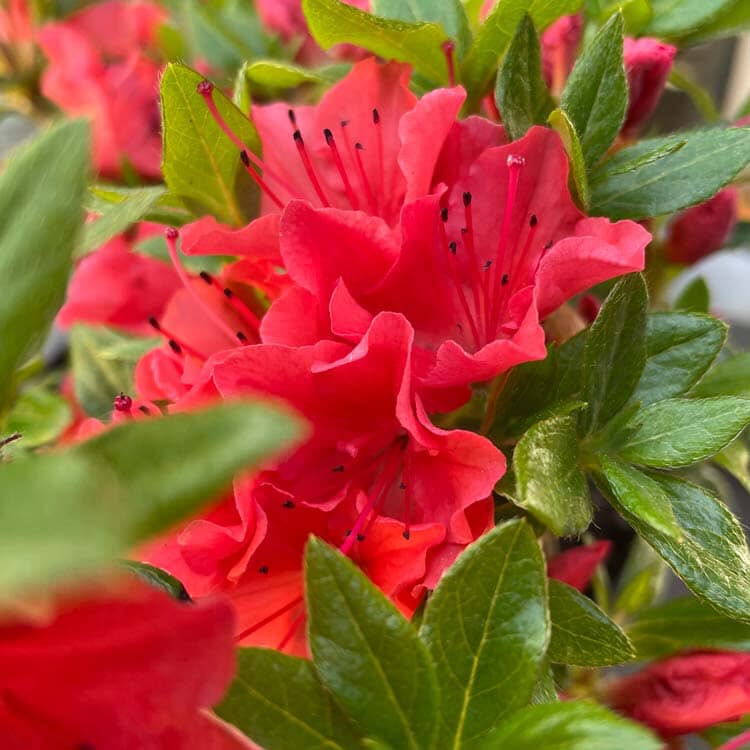 Rhododendron 'Geisha Orange' (Azalea) 40cm pot grown evergreen shrub.