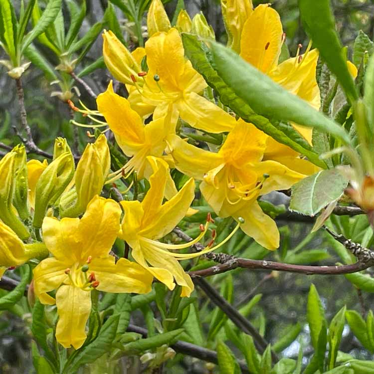 Hypericum 'Hidcote' 2L pot grown shrub.