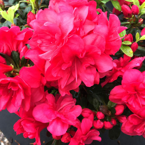 Azalea 'Moederkensdag' 2L pot grown evergreen shrub.