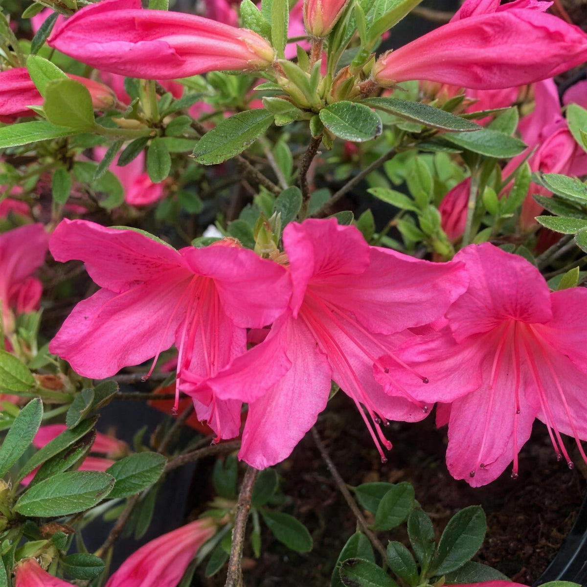 Azalea japonica 'Wombat' low-mounded evergreen pink flowers pot grown.
