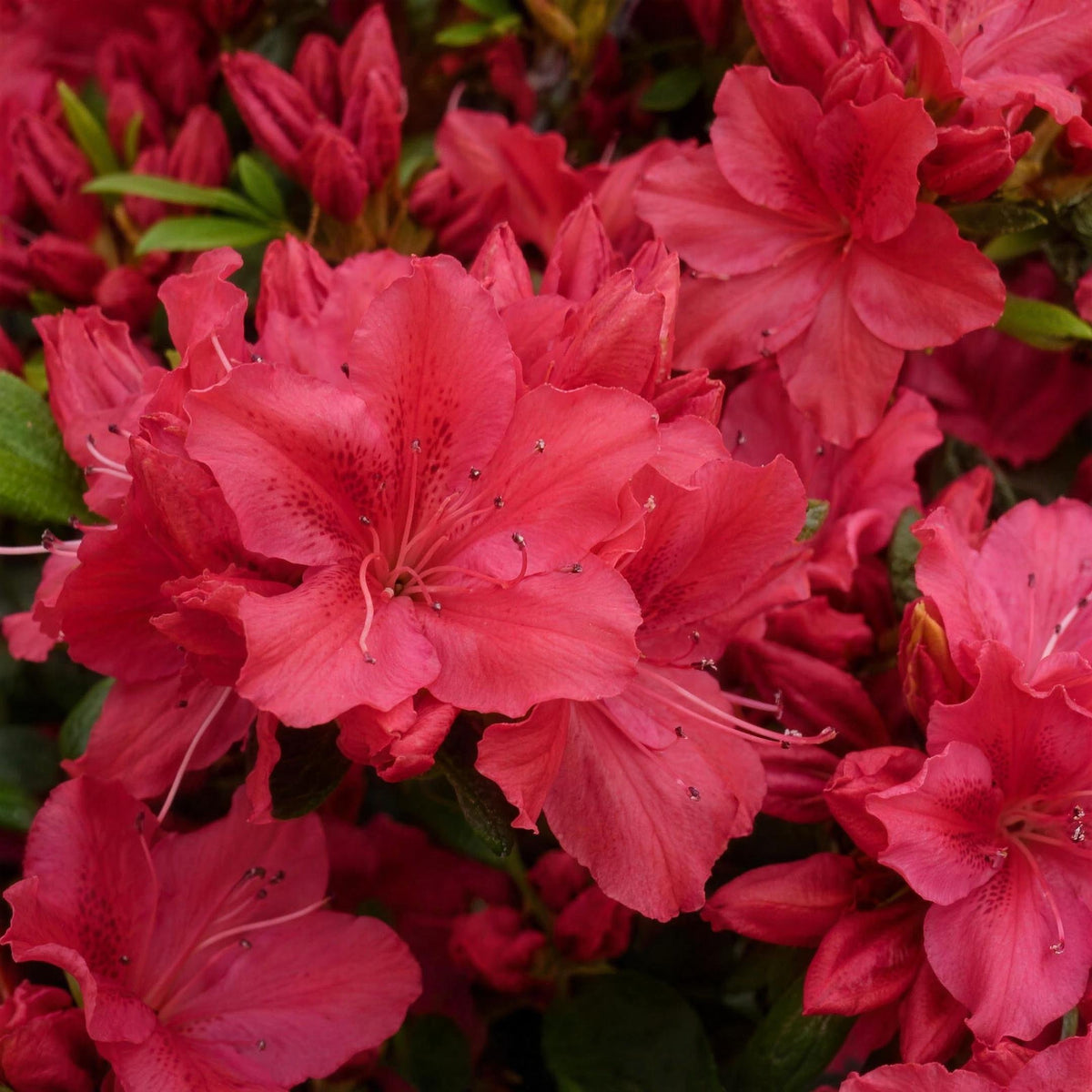 Rhododendron (Japanese Azalea 'George Arends') pot grown flowering shrub.