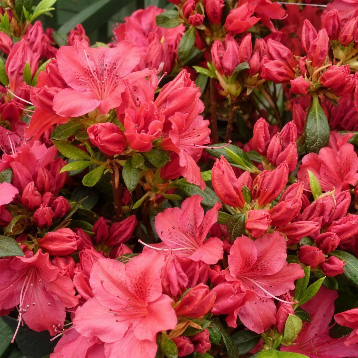 Rhododendron 'George Arends' (Japanese azalea) pot grown flowering shrub.