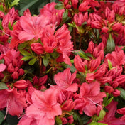 Rhododendron 'George Arends' (Japanese azalea) pot grown flowering shrub.