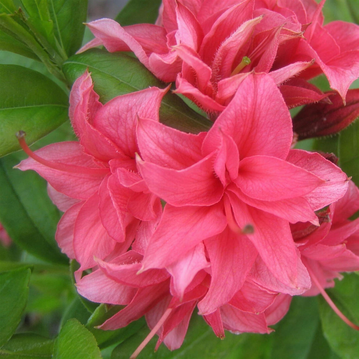 Rhododendron 'Homebush' (Azalea) 3L pot deciduous shrub.