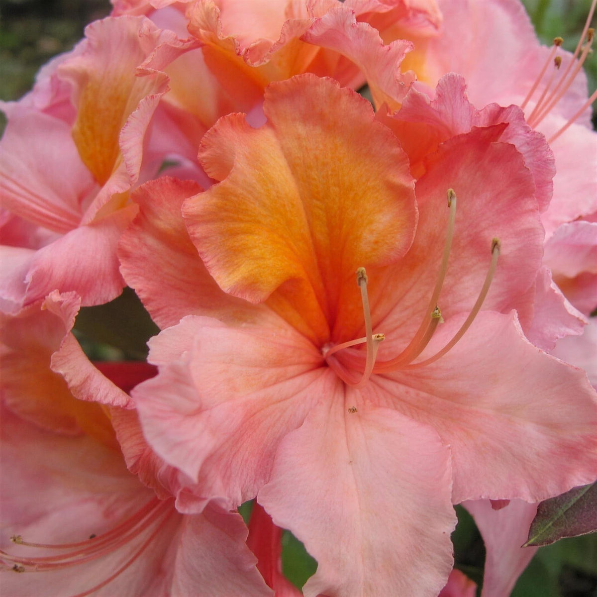 Rhododendron 'Strawberry Ice' (Azalea Strawberry Ice) 3L pot grown shrub.
