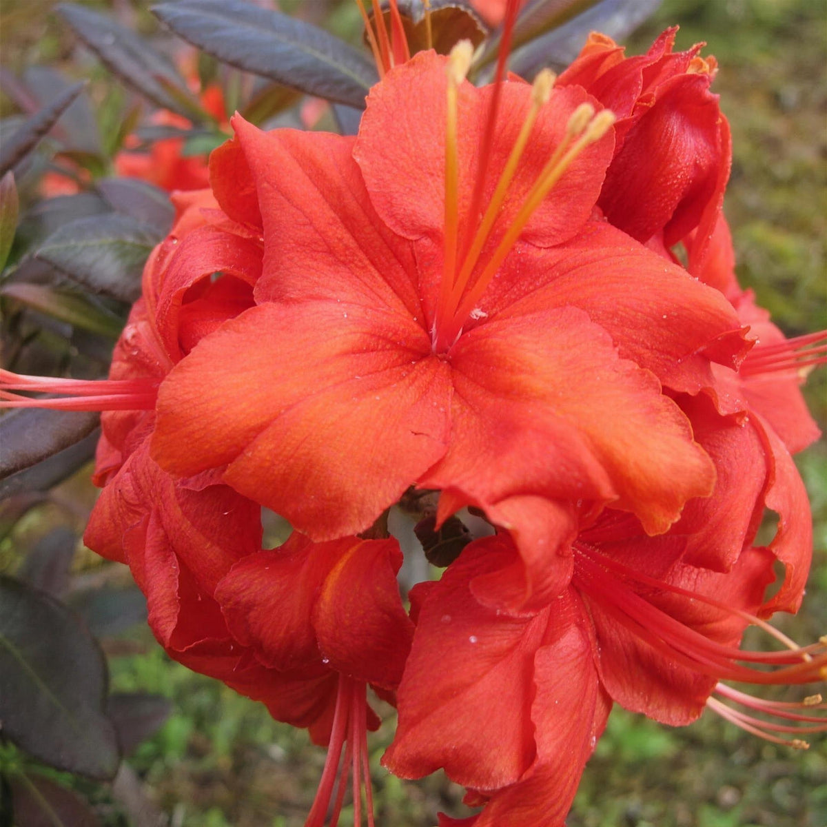 Rhododendron 'Fireball' (Azalea) 3L pot grown deciduous shrub.