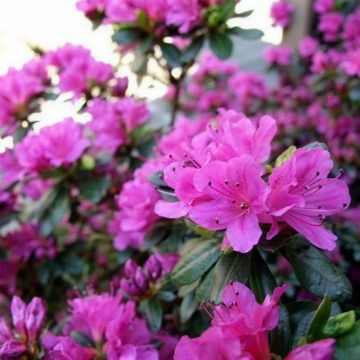 Rhododendron (Evergreen Azalea 'Blue Danube') 3L pot grown shrub.