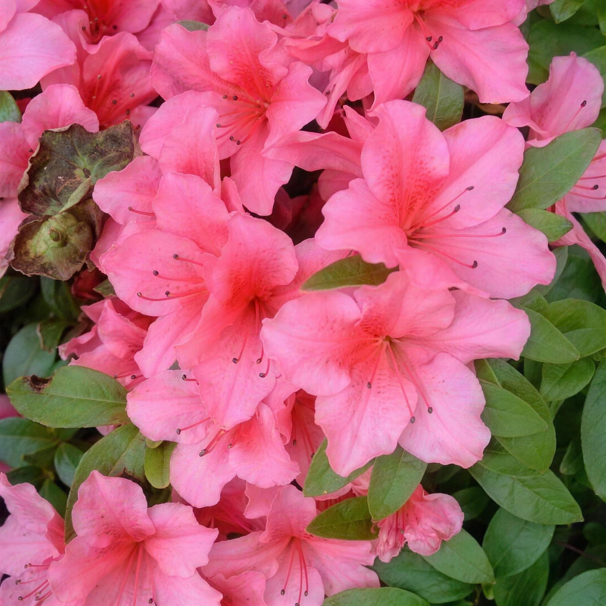 Rhododendron 'Chippewa' (Azalea) 3L pot grown evergreen.