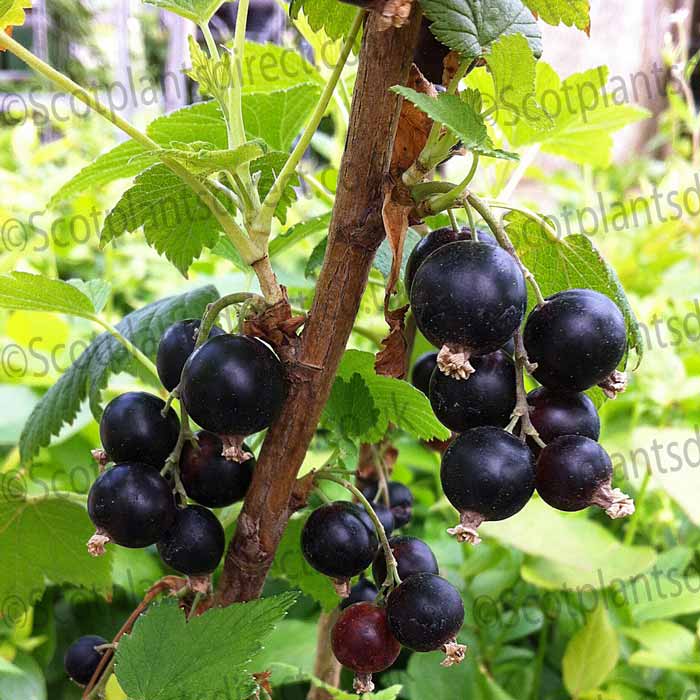 Ribes nigrum 'Ben Hope' pot grown blackcurrant bush fruiting plant.