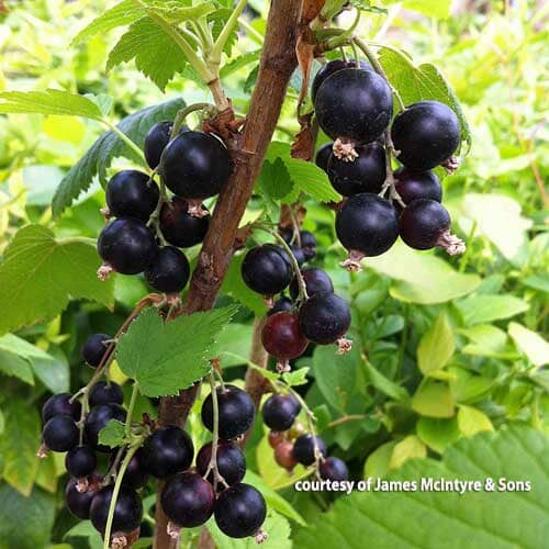 Ribes nigrum 'Ben Tirran' (Black currant) bare root fruit bush.