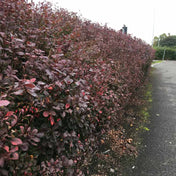 Berberis thunbergii 'Atropurpurea' purple hedging shrub pot grown 20–30cm.