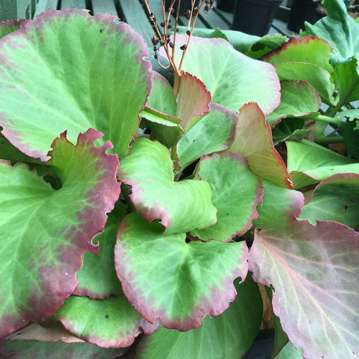 Bergenia cordifolia (elephant's ears) 2L pot perennial groundcover.