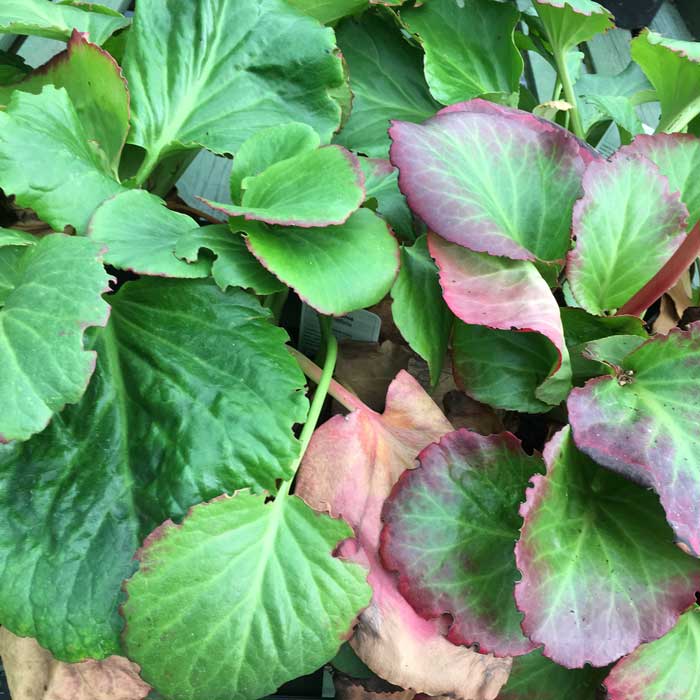 Bergenia 'Eroica' (Elephant’s Ears) pot grown perennial plant.