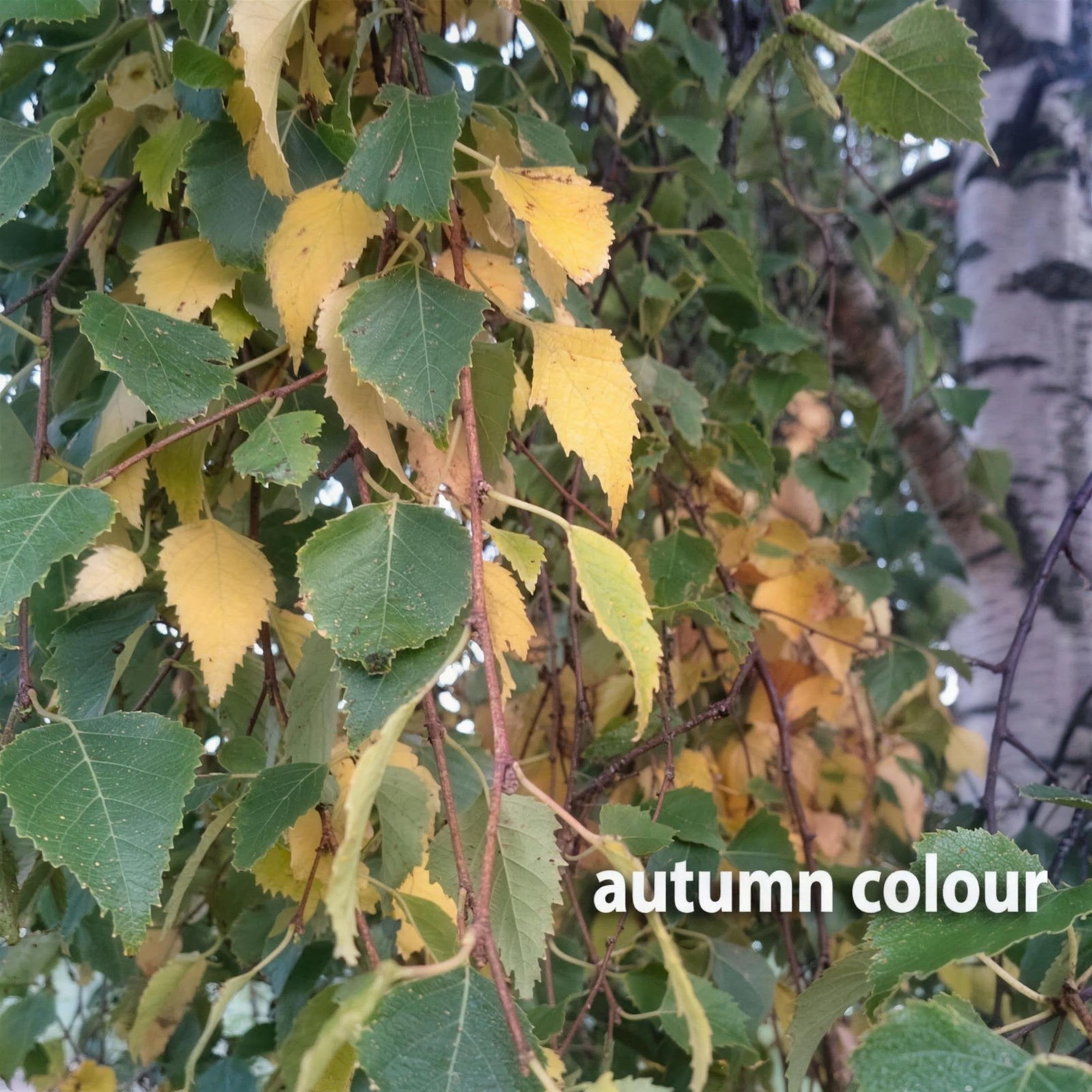 Betula pendula (Silver Birch) 5-6ft pot grown tree. – photo 2