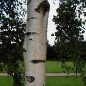 Betula pendula (Silver Birch) 40-60cm bare root. – photo 2