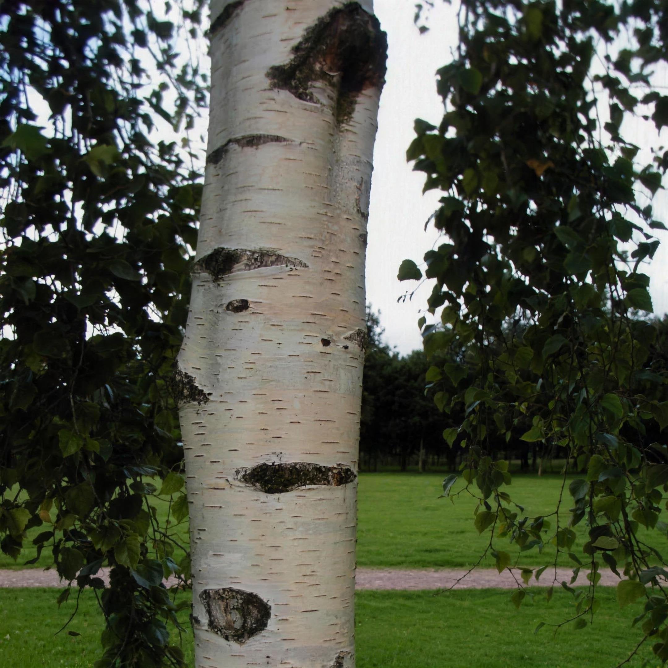 Betula pendula (Silver Birch) 60-80cm bare root.