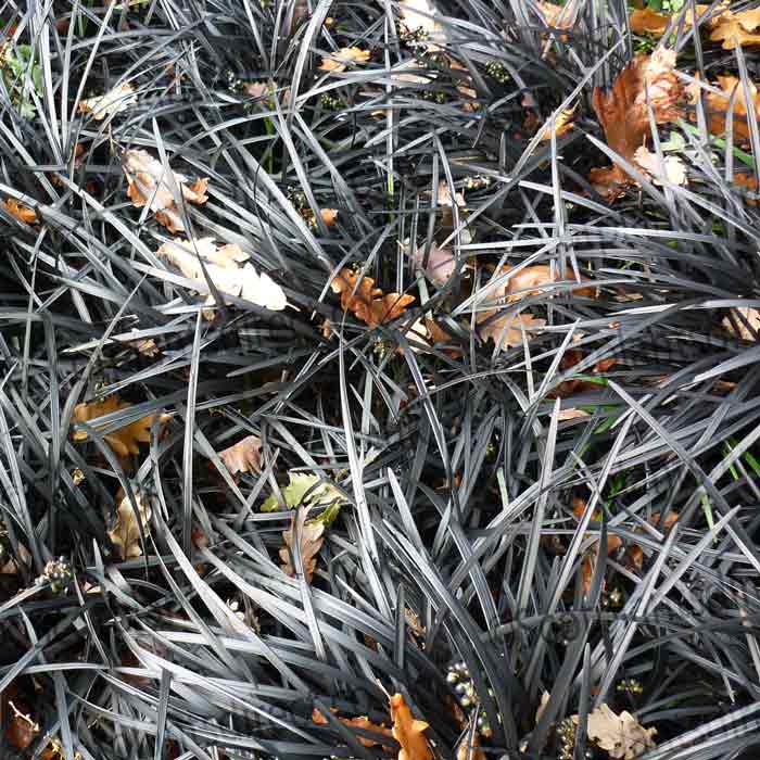 Ophiopogon planiscapus 'Niger' (Black Grass) pot grown evergreen perennial.