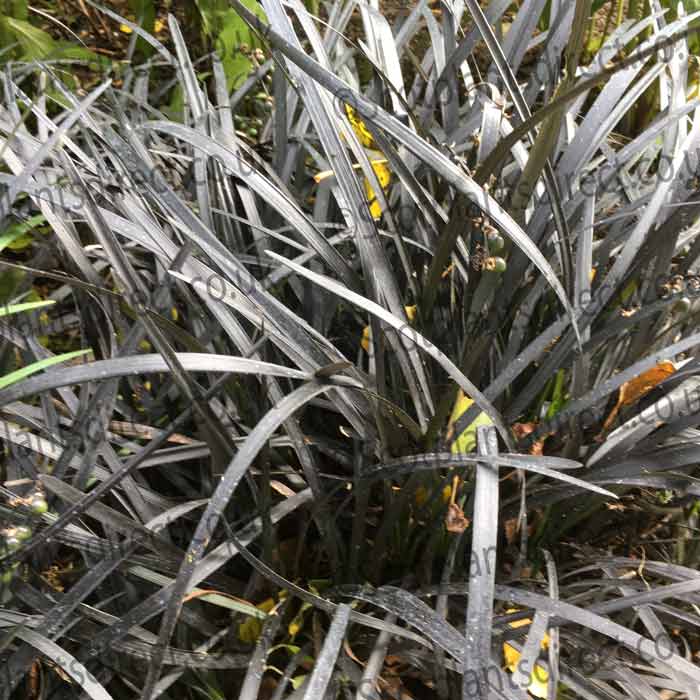 Ophiopogon planiscapus 'Niger' (Black Grass) pot grown evergreen perennial. – photo 2