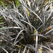 Ophiopogon planiscapus 'Niger' (Black Grass) pot grown evergreen perennial. – photo 2