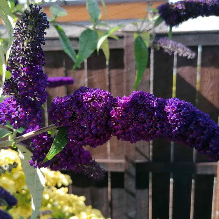 Buddleja davidii 'Black Knight' 3L pot grown shrub.