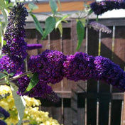 Buddleja davidii 'Black Knight' 3L pot grown shrub.