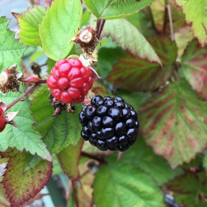 Rubus fruticosus 'Triple Crown' blackberry 40-60cm pot grown plant.