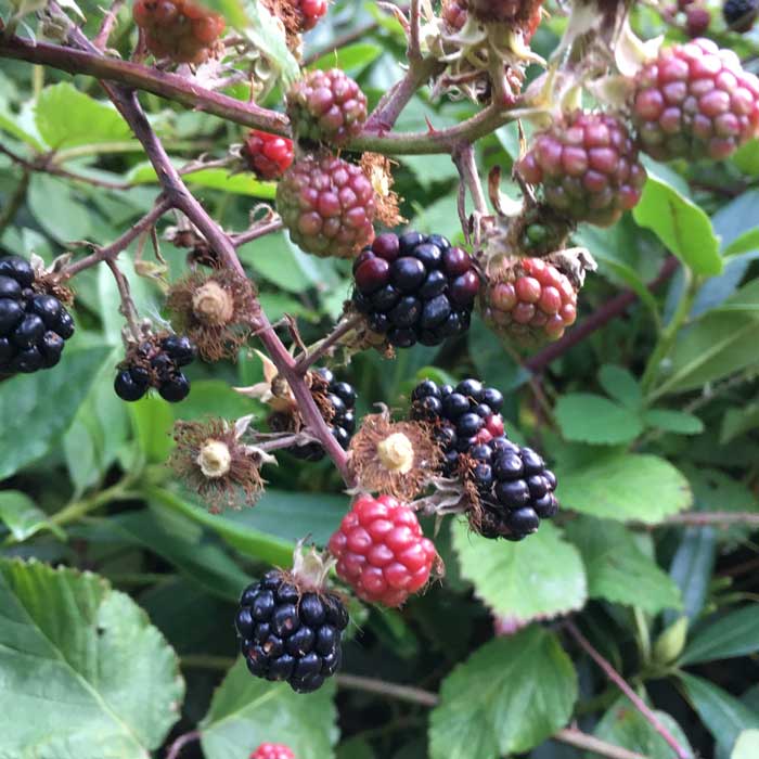 Rubus fruticosus 'Loch Ness' (thornless blackberry) 40-60cm pot grown plant.