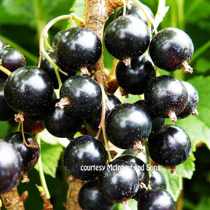 Ribes nigrum 'Ben Lomond' blackcurrant bush pot grown fruit plant.