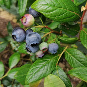 Vaccinium corymbosum 'Blue Crop' 10/40cm pot grown blueberry.
