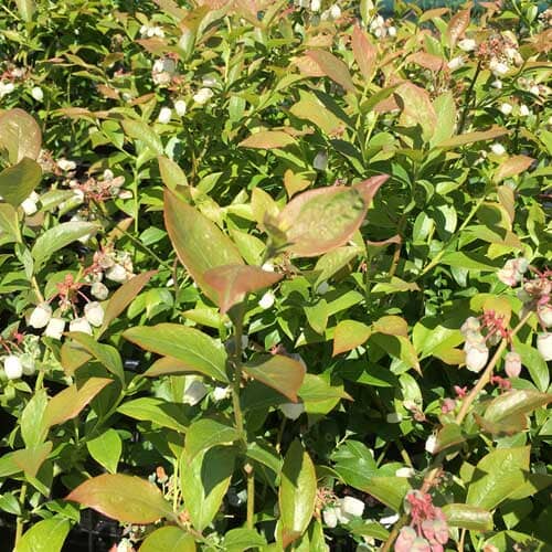 Vaccinium corymbosum 'Blue Crop' (Blueberry) 10/40cm pot grown plant.