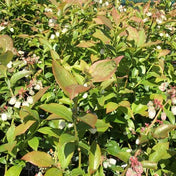 Vaccinium corymbosum 'Blue Crop' (Blueberry) 10/40cm pot grown plant.