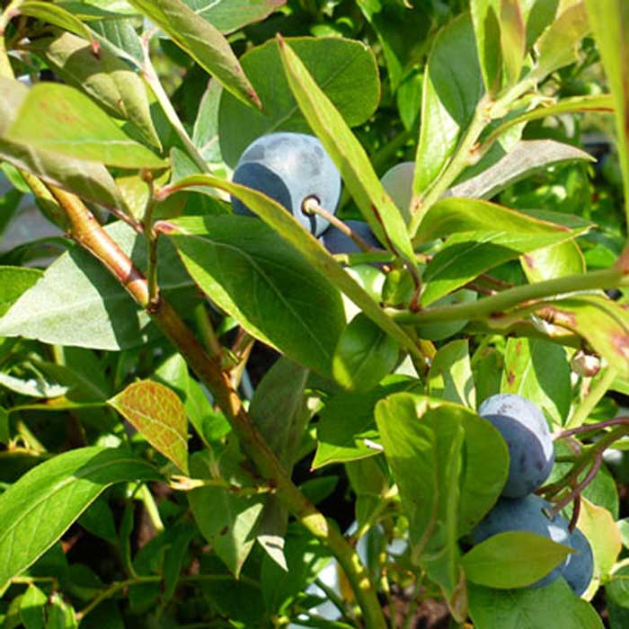 Vaccinium corymbosum 'Blue Gold' 10/40cm pot grown blueberry plant.