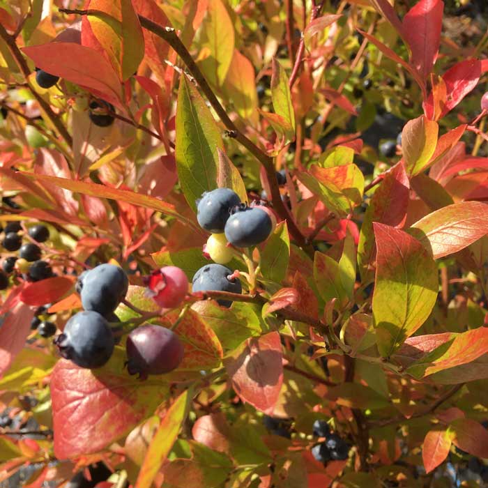 Vaccinium corymbosum 'Bonus' (blueberry) 10/40cm pot grown fruiting shrub.