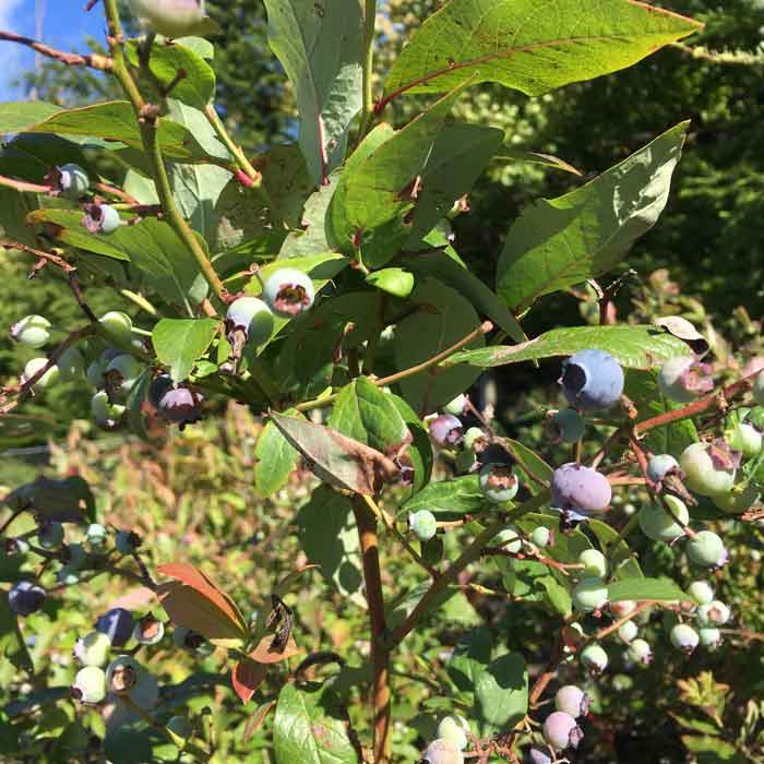 Vaccinium corymbosum 'North Country' blueberry 10/40cm pot grown plant.