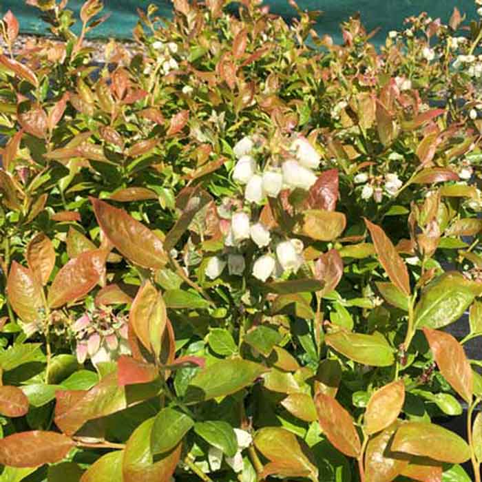 Vaccinium corymbosum (Blueberry) pot grown collection fruit bush.