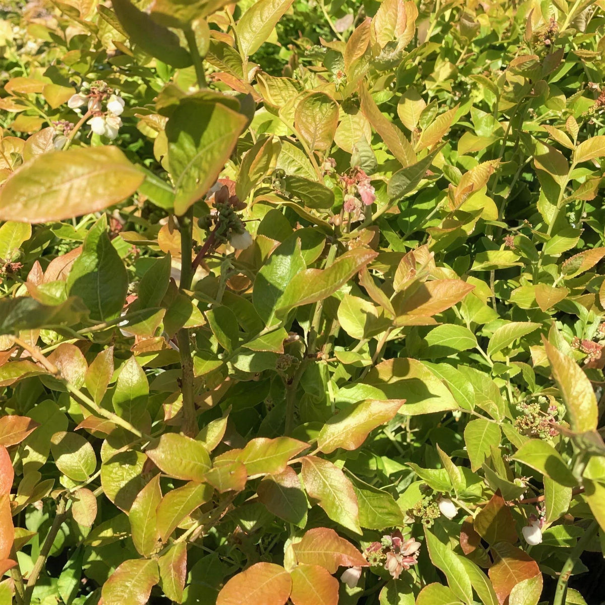 Vaccinium corymbosum 'Northland' (Blueberry) 10/40cm pot grown plant.