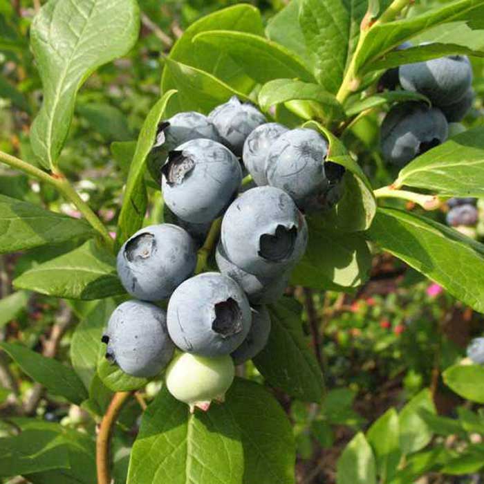 Vaccinium corymbosum 'Elliot' (blueberry) 10-40cm 2-year pot grown bush.