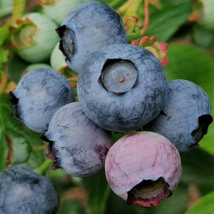 Vaccinium corymbosum 'Spartan' (Blueberry 'Spartan') 10/40cm pot grown plant.