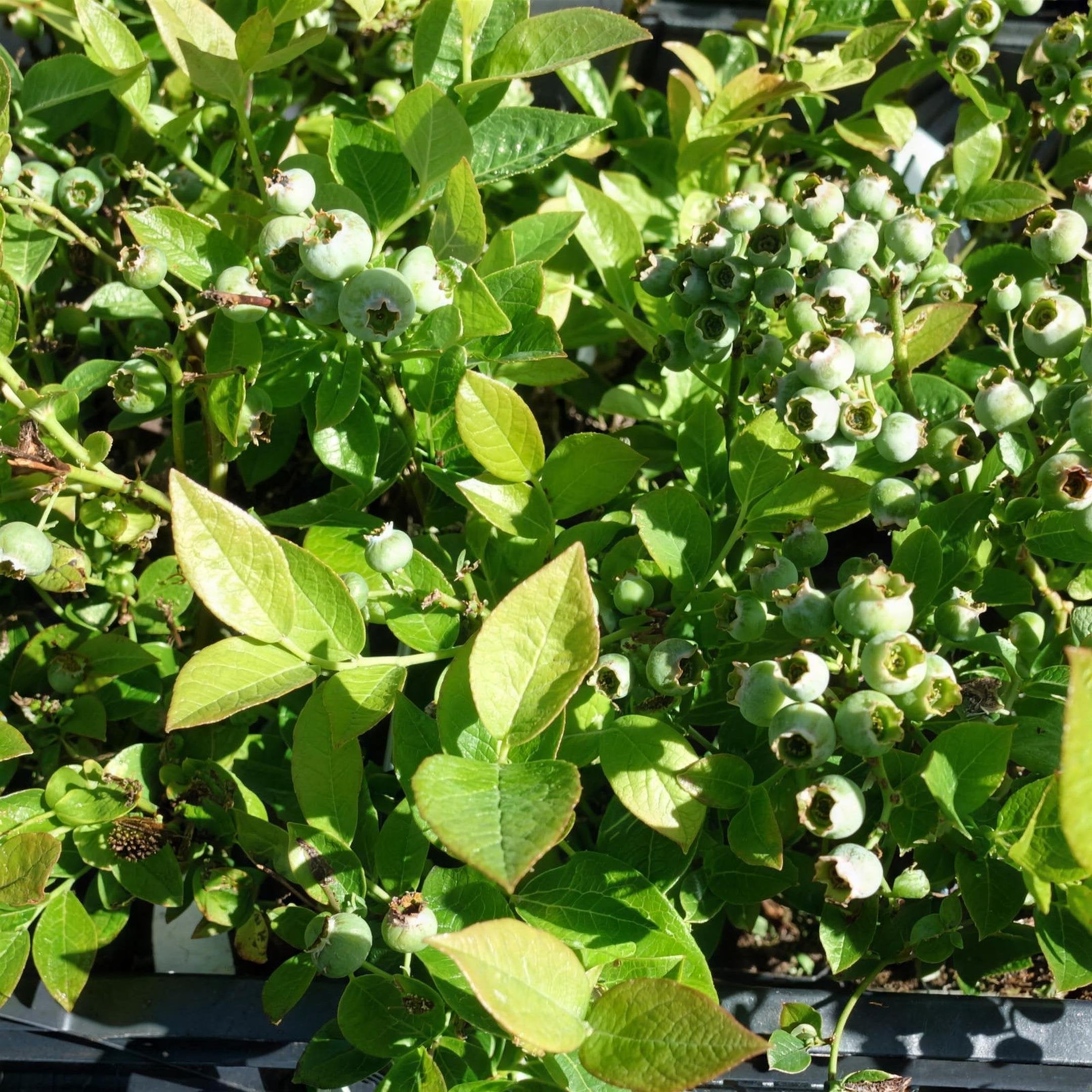 Vaccinium corymbosum 'Blue Gold' (blueberry) 10/40cm pot grown plant.