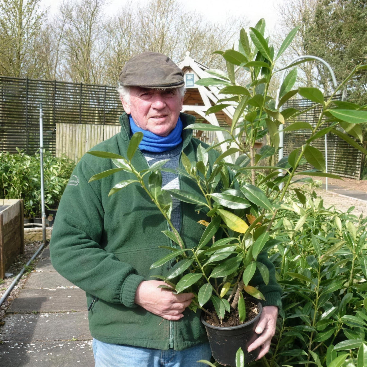 Prunus laurocerasus (Cherry Laurel) 60-90cm pot grown evergreen hedge plant.