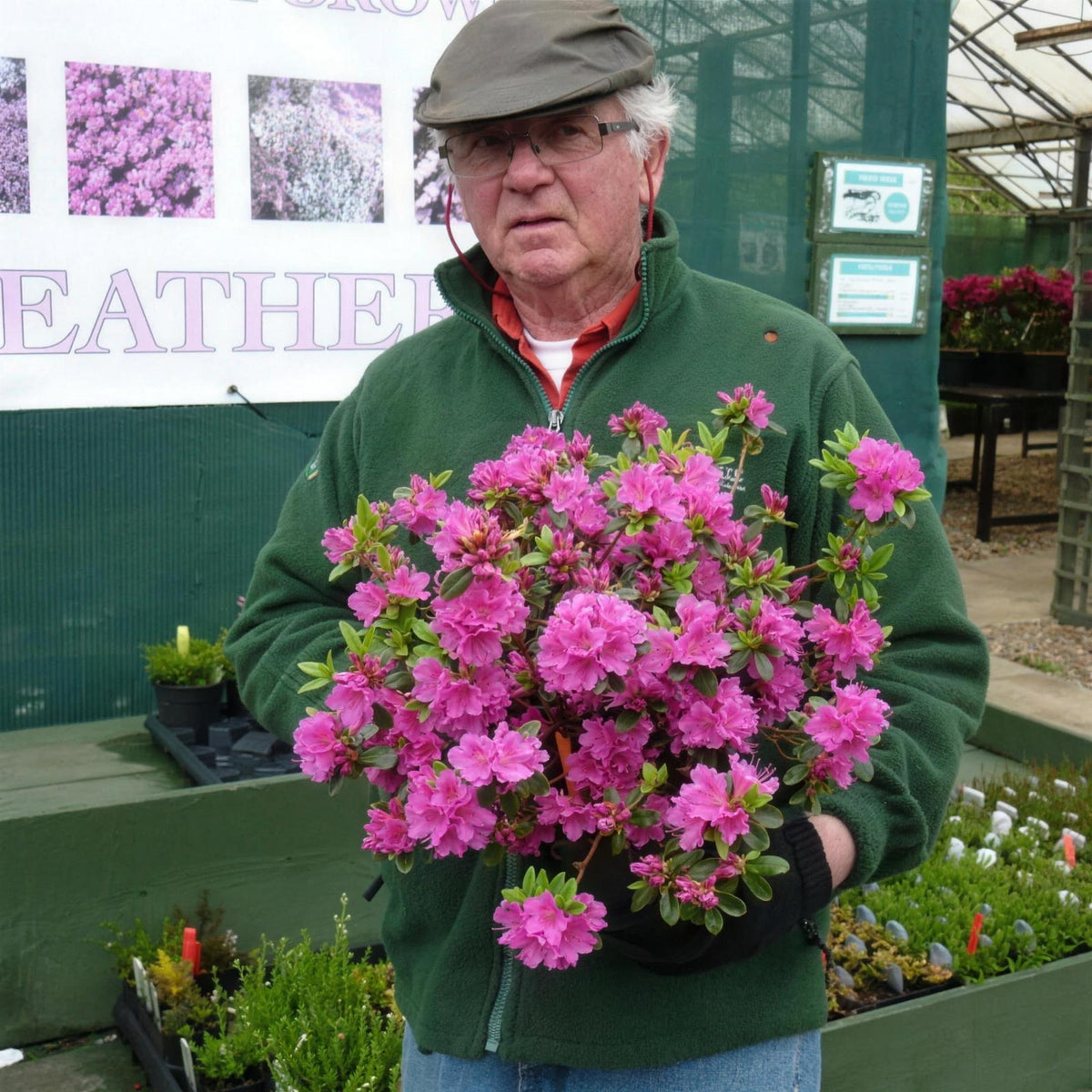 Rhododendron japonicum 'Geisha Purple' (Azalea) 3L pot compact evergreen shrub.