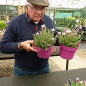 Lavandula 'Strawberry Ruffles' (French lavender) 2L pot grown plant.